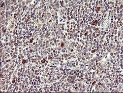 CDC123 Monoclonal Antibody (OTI2D4), TrueMAB , OriGene:Antibodies:Primary