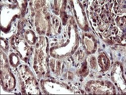 CDC123 Monoclonal Antibody (OTI2D4), TrueMAB , OriGene 100 &mu;L; Unconjugated:Antibodies,