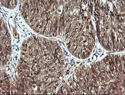 CDC123 Monoclonal Antibody (OTI3E8), TrueMAB , OriGene 100 &mu;L; Unconjugated:Antibodies,