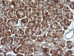 CDC123 Monoclonal Antibody (OTI3E8), TrueMAB , OriGene 100 &mu;L; Unconjugated:Antibodies,