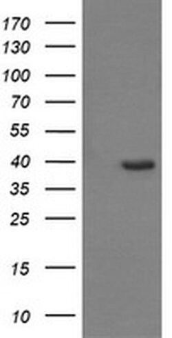 CDC123 Monoclonal Antibody (OTI1F8), TrueMAB , OriGene 100 &mu;L; Unconjugated:Antibodies,