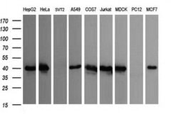 CDC123 Monoclonal Antibody (OTI1F8), TrueMAB , OriGene 100 &mu;L; Unconjugated:Antibodies,
