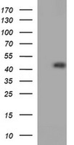 CDC123 Monoclonal Antibody (OTI3B9), TrueMAB , OriGene 30 &mu;L; Unconjugated:Antibodies,
