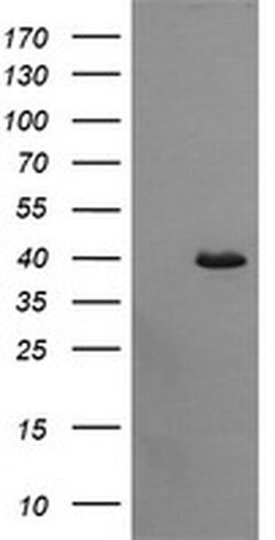 CDC123 Monoclonal Antibody (OTI3E8), TrueMAB , OriGene 100 &mu;L; Unconjugated:Antibodies,