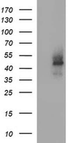 CDC123 Monoclonal Antibody (OTI5C7), TrueMAB , OriGene 100 &mu;L; Unconjugated:Antibodies,