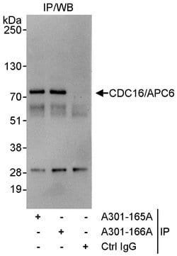 CDC16/APC6 Rabbit anti-Human, Polyclonal, Bethyl Laboratories 100 &mu;L;