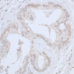 CDC20 Rabbit anti-Human, Mouse, Polyclonal, Bethyl Laboratories 100 &mu;L;