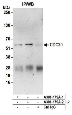CDC20 Rabbit anti-Human, Polyclonal, Bethyl Laboratories 10 &mu;L; Unconjugated:Antibodies,
