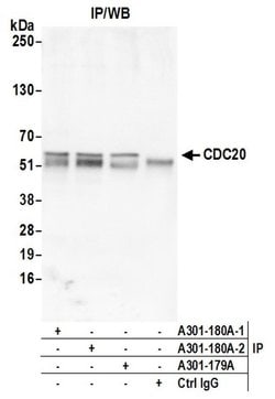 CDC20 Rabbit anti-Human, Mouse, Polyclonal, Bethyl Laboratories 100 &mu;L;