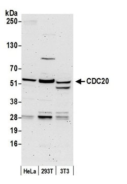CDC20 Rabbit anti-Human, Mouse, Polyclonal, Bethyl Laboratories 100 &mu;L;