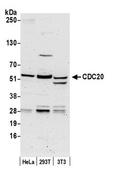 CDC20 Polyclonal Antibody, Bethyl Laboratories 20 &mu;L; Unconjugated:Antibodies,