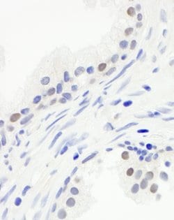 CDC20 Polyclonal Antibody, Bethyl Laboratories 100 &mu;L; Unconjugated:Antibodies,