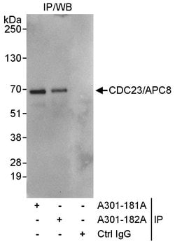 CDC23/APC8 Rabbit anti-Human, Polyclonal, Bethyl Laboratories 100 &mu;L;