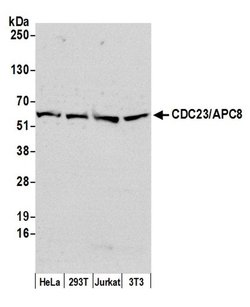 CDC23/APC8 Polyclonal Antibody, Bethyl Laboratories 20 &mu;L; Unconjugated:Antibodies,