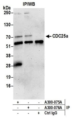 CDC25a Rabbit anti-Human, Polyclonal, Bethyl Laboratories 100 &mu;L; Unconjugated:Antibodies,