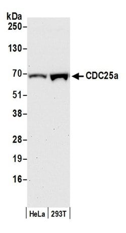 CDC25a Rabbit anti-Human, Polyclonal, Bethyl Laboratories 100 &mu;L; Unconjugated:Antibodies,