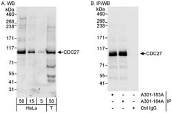 CDC27 Rabbit anti-Human, Polyclonal, Bethyl Laboratories 100 &mu;L; Unconjugated:Antibodies,