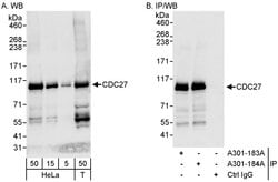 CDC27 Rabbit anti-Human, Polyclonal, Bethyl Laboratories 100 &mu;L; Unconjugated:Antibodies,