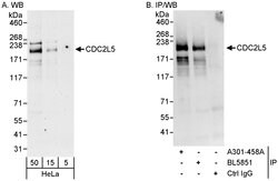CDC2L5 Rabbit anti-Human, Polyclonal, Bethyl Laboratories 100 &mu;L; Unconjugated:Antibodies,