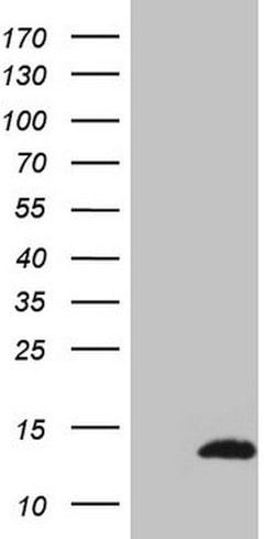 CDC42SE2 Mouse anti-Human, Clone: OTI1B2, lyophilized, TrueMAB 100 &mu;g;