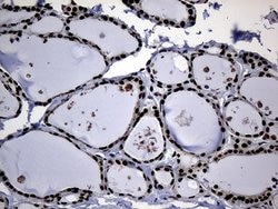CDC45 Monoclonal Antibody (OTI4F3), TrueMAB , OriGene 100 &mu;L; Unconjugated:Antibodies,