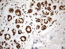 CDC45 Monoclonal Antibody (OTI4F3), TrueMAB , OriGene 100 &mu;L; Unconjugated:Antibodies,