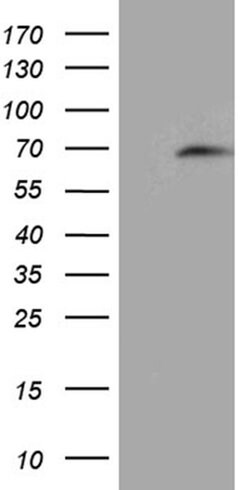 CDC45 Monoclonal Antibody (OTI8A1), TrueMAB , OriGene:Antibodies:Primary