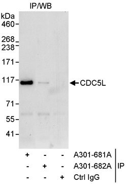CDC5L Rabbit anti-Human, Polyclonal, Bethyl Laboratories 10 &mu;L; Unconjugated:Antibodies,