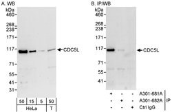 CDC5L Rabbit anti-Human, Polyclonal, Bethyl Laboratories 100 &mu;L; Unconjugated:Antibodies,