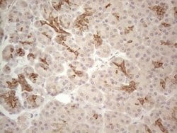 CDC6 Monoclonal Antibody (OTI1A4), TrueMAB , OriGene:Antibodies:Primary