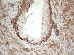 CDC6 Monoclonal Antibody (OTI1A4), TrueMAB , OriGene 100 &mu;L; Unconjugated:Antibodies,