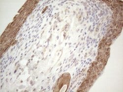 CDC6 Monoclonal Antibody (OTI1A4), TrueMAB , OriGene 100 &mu;L; Unconjugated:Antibodies,