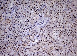 CDCA7L Mouse anti-Human, Clone: OTI3B5, TrueMAB , Origene 30 &mu;L; Unconjugated:Antibodies,