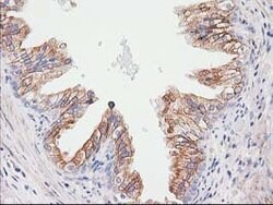 CDCP1 Mouse anti-Human, Clone: OTI2B8, lyophilized, TrueMAB 100 &mu;g;