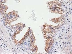 CDCP1 Mouse anti-Human, Clone: OTI2B8, liquid, TrueMAB 100 &mu;L; Unconjugated:Antibodies,