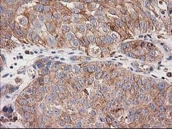 CDCP1 Mouse anti-Human, Clone: OTI2B8, lyophilized, TrueMAB 100 &mu;g;