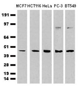 CDCP1 Mouse anti-Human, Clone: OTI2B8, lyophilized, TrueMAB 100 &mu;g;