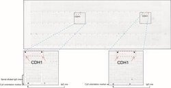 CDH1 Mouse anti-Human, Clone: UMAB184, lyophilized, UltraMAB 100 &mu;g;