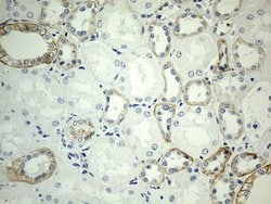 CDH1 Mouse anti-Human, Clone: OTI2D6, lyophilized, TrueMAB 100 &mu;g; Unconjugated:Antibodies,