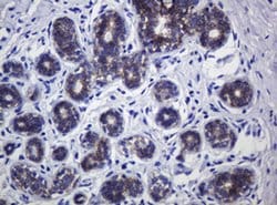 CDH1 Monoclonal Antibody (OTI3E2), TrueMAB , OriGene 100 &mu;L; Unconjugated:Antibodies,