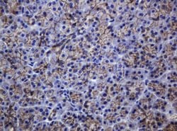CDH1 Monoclonal Antibody (OTI3E2), TrueMAB , OriGene 100 &mu;L; Unconjugated:Antibodies,
