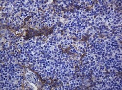CDH1 Monoclonal Antibody (OTI3E2), TrueMAB , OriGene 100 &mu;L; Unconjugated:Antibodies,