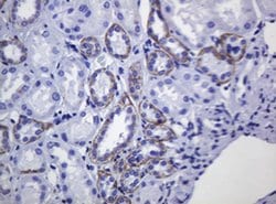 CDH1 Monoclonal Antibody (OTI3E2), TrueMAB , OriGene 100 &mu;L; Unconjugated:Antibodies,