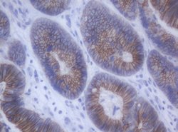 CDH1 Mouse anti-Canine, Human, Clone: OTI1F3, lyophilized, TrueMAB 100