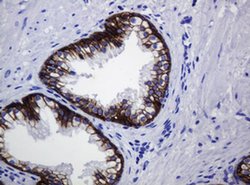 CDH1 Monoclonal Antibody (OTI2F9), TrueMAB , OriGene 100 &mu;L; Unconjugated:Antibodies,