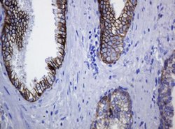 CDH1 Monoclonal Antibody (OTI2F9), TrueMAB , OriGene 100 &mu;L; Unconjugated:Antibodies,