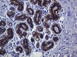 CDH1 Mouse anti-Human, Clone: OTI4F1, lyophilized, TrueMAB 100 &mu;g; Unconjugated:Antibodies,