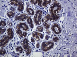 CDH1 Monoclonal Antibody (OTI4F1), TrueMAB , OriGene 100 &mu;L; Unconjugated:Antibodies,