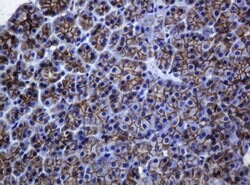 CDH1 Mouse anti-Human, Clone: OTI4F1, lyophilized, TrueMAB 100 &mu;g; Unconjugated:Antibodies,