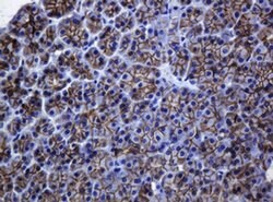 CDH1 Monoclonal Antibody (OTI4F1), TrueMAB , OriGene:Antibodies:Primary